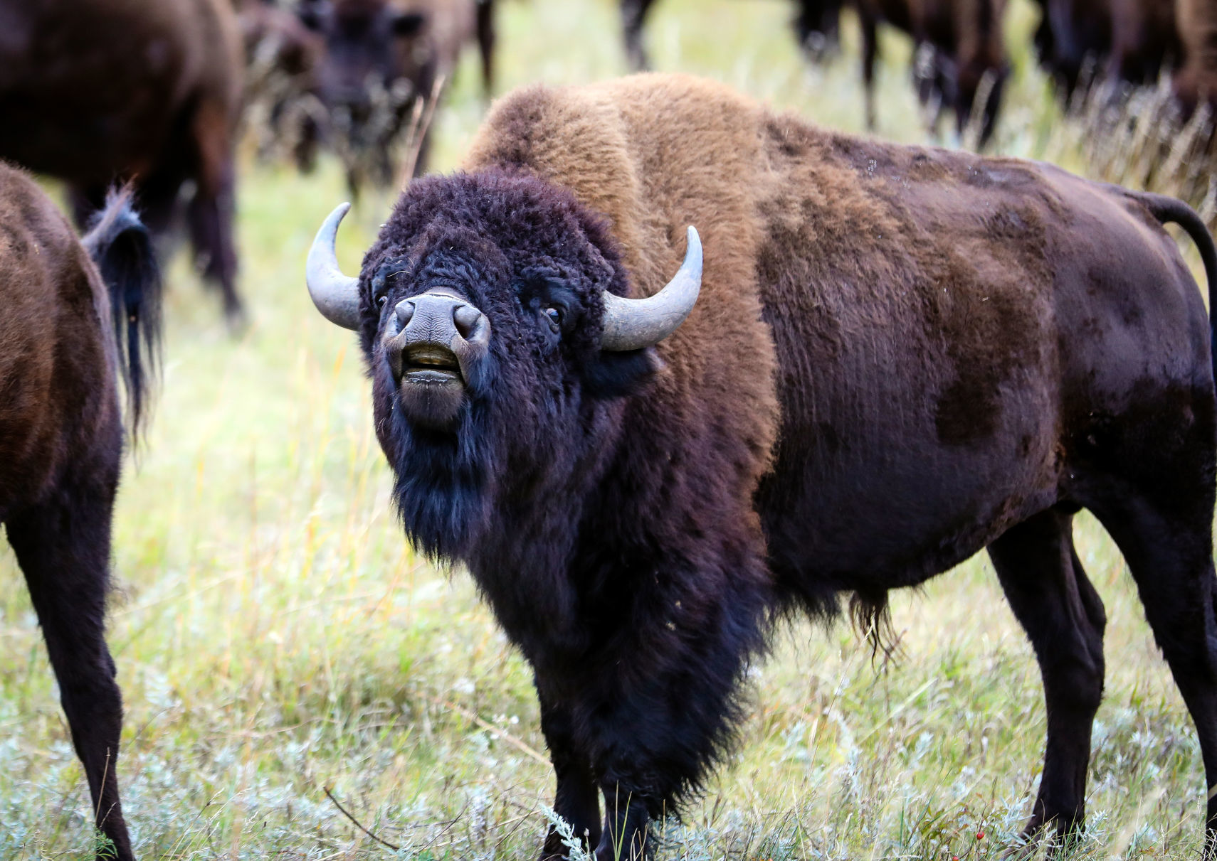 Custer State Park Prepares For Roundup